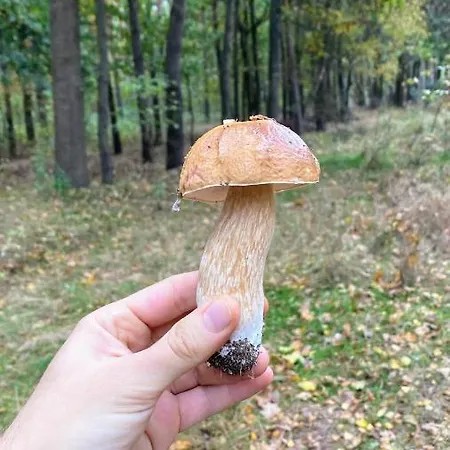 Siedlisko Pod Kasztanem Dom wakacyjny