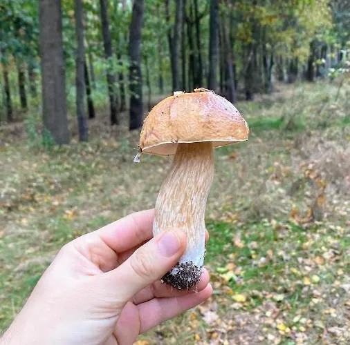 Siedlisko Pod Kasztanem Hébergement de vacances